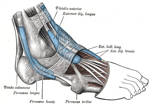 Extensor Tendon - Lace Bite